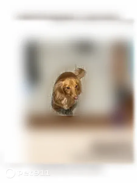 Lost dog, Ridgecrest Circle, 6428, Lake Worth - long-haired red dachshund, microchipped - photo