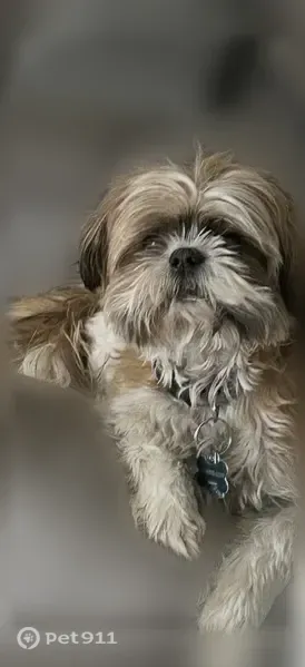 Lost dog, North 31st Street, 1612, Richmond - male senior, no collar - photo