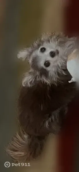 Lost dog, North 15th Street, 777, Waco - long-haired Chihuahua, 15 years old - photo