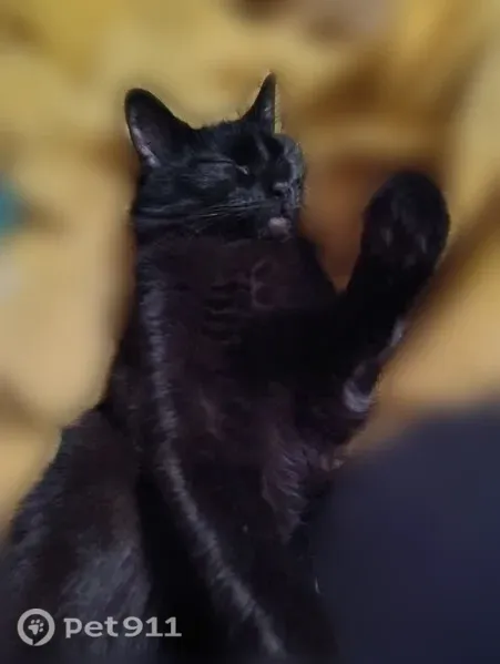 Lost cat, Raine Street, 102, Pickerington - female, black bushy tail, orange eyes - photo