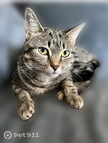 Lost cat, Grandel Boulevard, 5925, Louisville - small gray cat with black stripes - photo