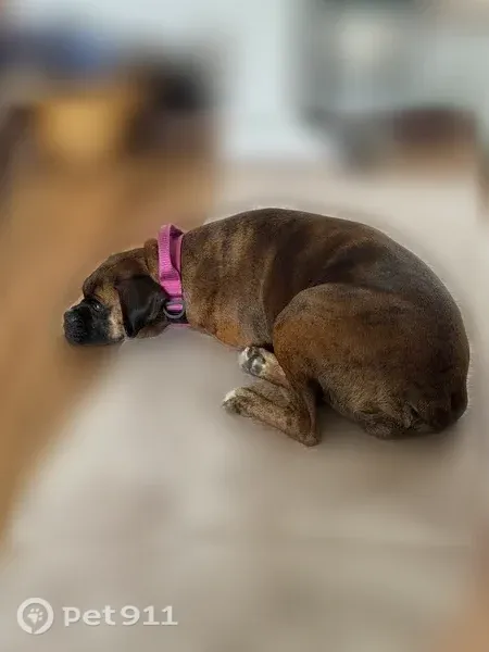 Lost dog, West 9th Street North, 229, Wichita - female, brindle coat, pink collar - photo