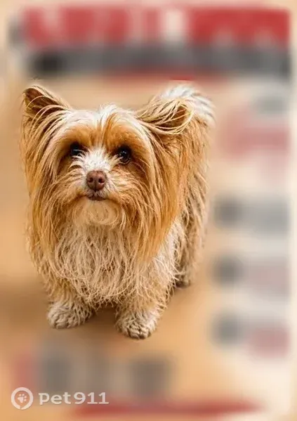 Lost dog, 135th Street, Lubbock - female yorkie with an Aztec collar - photo