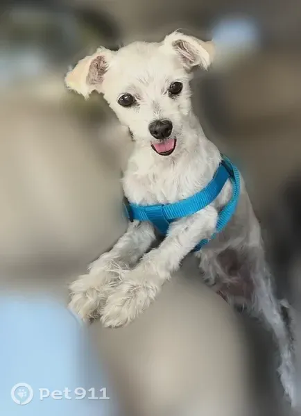 Lost dog, Lawnwood Street, La Puente - male, white coat, brown eyes - photo
