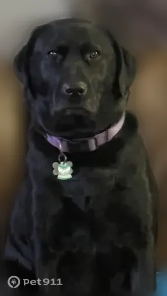 Lost dog, Country Village Drive, 8151, Indianapolis - female black Lab - photo