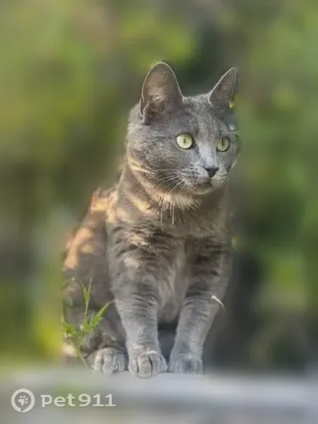 Lost cat, Aspesi Drive, 18639, Saratoga - female Russian blue, silver/grey - photo