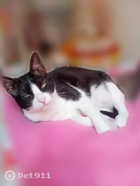 Perdu chat femelle, Rue de Fontaine les Dijon, 29, Dijon - noire et blanche, tache blanche à l'épaule - photo