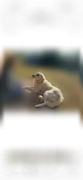 Lost dog, South Burleson Boulevard, 2200, Burleson, Burleson - male, white Pyr mix - photo