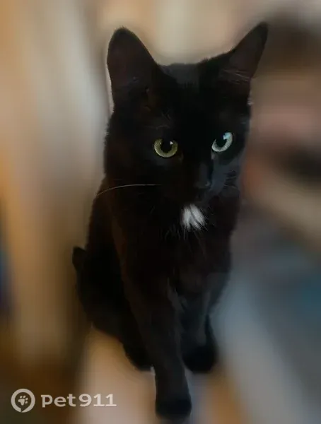 Lost cat, White Pines Drive, 2765, Coeur d'Alene, Boise - female, long black fur, crooked tail tip - photo