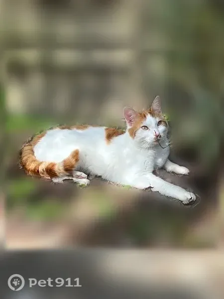 Chat perdu mâle, Rue du Debuche, Rambouillet, Carcassonne - blanc et roux, plutôt craintif - photo