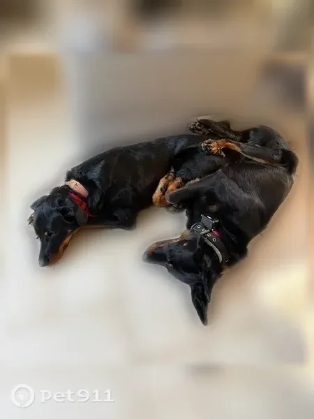 Chien perdu femelle, Chemin Carraire Saint-Michel, Trets - beauceron de 19 mois, colliers rouge et noir - photo