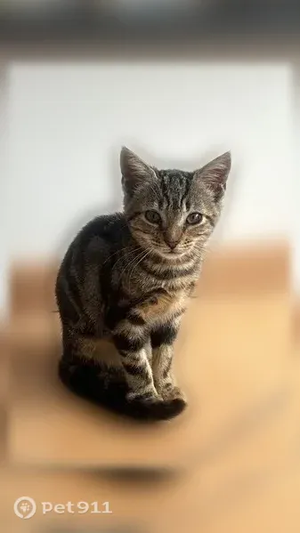 Chat perdu femelle, Rue d'Auge, 187, Caen - toute petite et adorable - photo