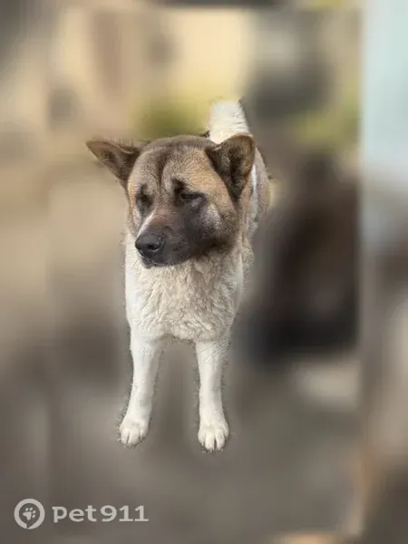 Chien perdu mâle, Lebucquière, Lille - grand akita américain - photo