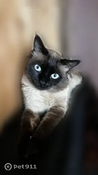 Chat perdu mâle, Rue Pierre Brossolette, Aulnoy-lez-Valenciennes - médicaments matin et soir - photo