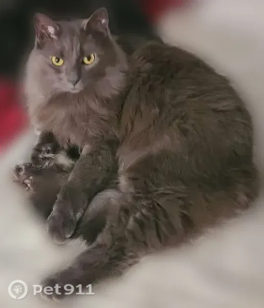Lost cat, Towey Court, 22132, California - male, gray long-haired, yellow eyes - photo