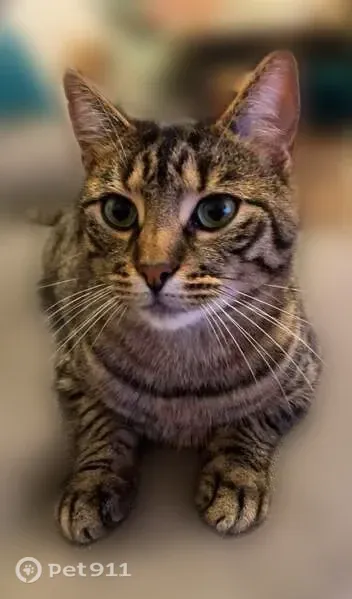 Chat mâle perdu, Rue de la Brasserie, Pont-Audemer - grand, longiligne, castré - photo