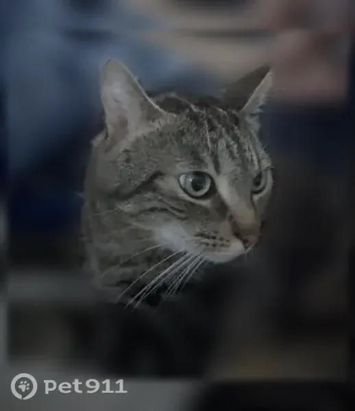 Chat perdu, Avenue de Château-Thierry, Soissons - mâle très peureux - photo