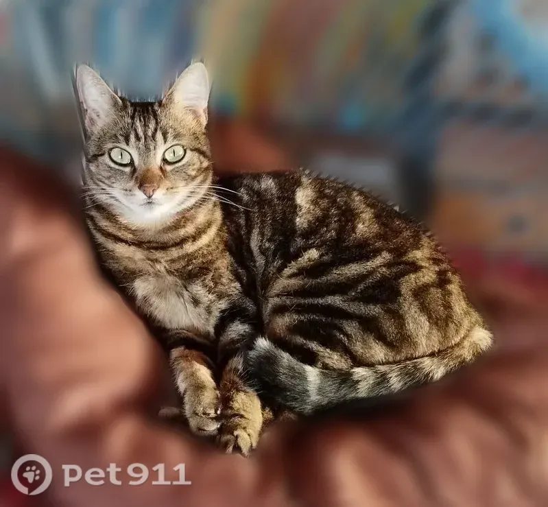 Perdu chat femelle, Hent Run ar Mor, 7, Trédrez-Locquémeau - pucée, stérilisée - photo