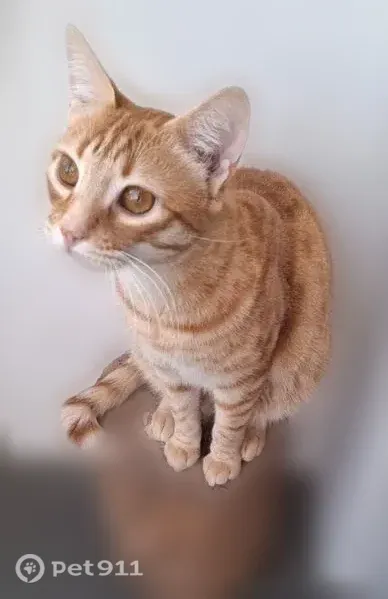 Chat perdu mâle, Rue Ernest Reyer, 7, La Seyne-sur-Mer - roux, grand, queue cassée - photo