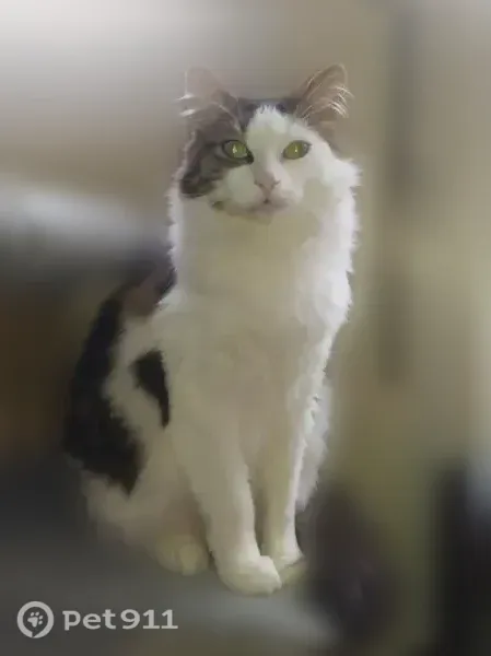 Chat perdu mâle, Place du Pont, 3, Tenay - poil angora, yeux jaune vert - photo