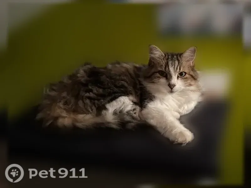 Chat perdu femelle, Rue Notre-Dame-des-Champs, 594, Jassans-Riottier - petit, 3 kg, pattes blanches - photo