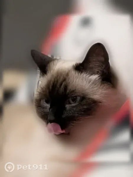 Chat perdu mâle, Rue des Boutons d'Or, Ris-Orangis, Bordeaux - siamois aux yeux très bleus - photo