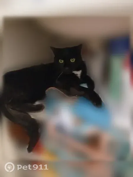 Chat perdu mâle, Rue Votier, 68, Angers - noir, yeux verts - photo