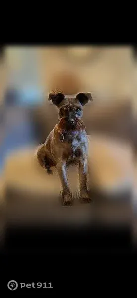 Lost dog, Lincoln Highway, 5586, Fremont — female, shy black Miniature Schnauzer - photo
