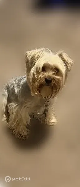 Lost dog, Hausman Street, 249, Toledo - male Yorkie, blue-gray, wearing skirts - photo