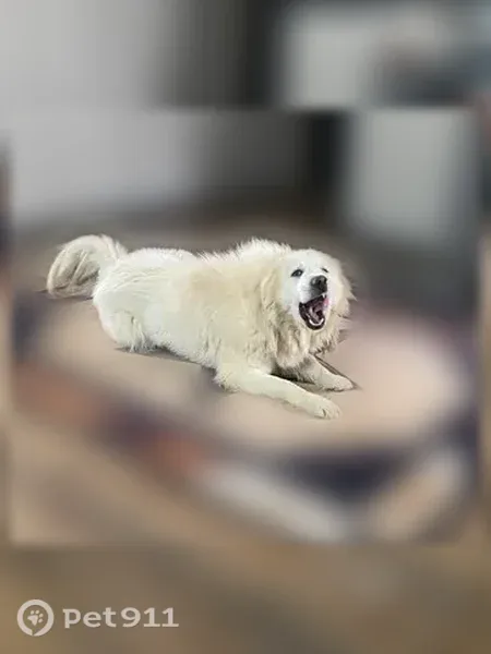 Lost dog, Bald Knob Road, 5580, Arlington - female, all white, very friendly - photo