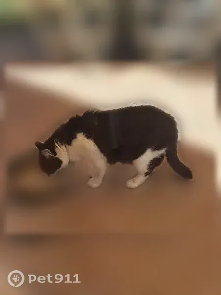 Chat perdu mâle, Avenue Salvador Allende, 59, Saulx-les-Chartreux, Paris - très sociable - photo
