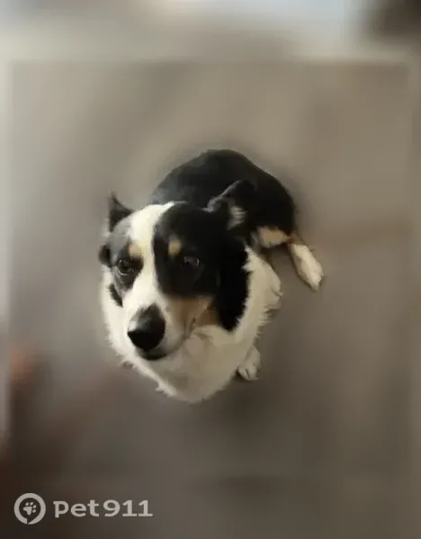 Lost dog, West 5th Street, 800, Fallon - friendly corgi/Australian shepherd mix - photo