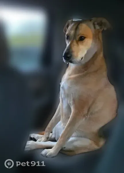 Lost dog, North Cleveland Avenue, 217, Hagerstown - female - tan lab mix - photo