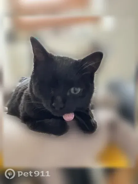 Perdue chatte femelle, D6015, 211, Rouen - borgne de l’œil droit et petite taille - photo