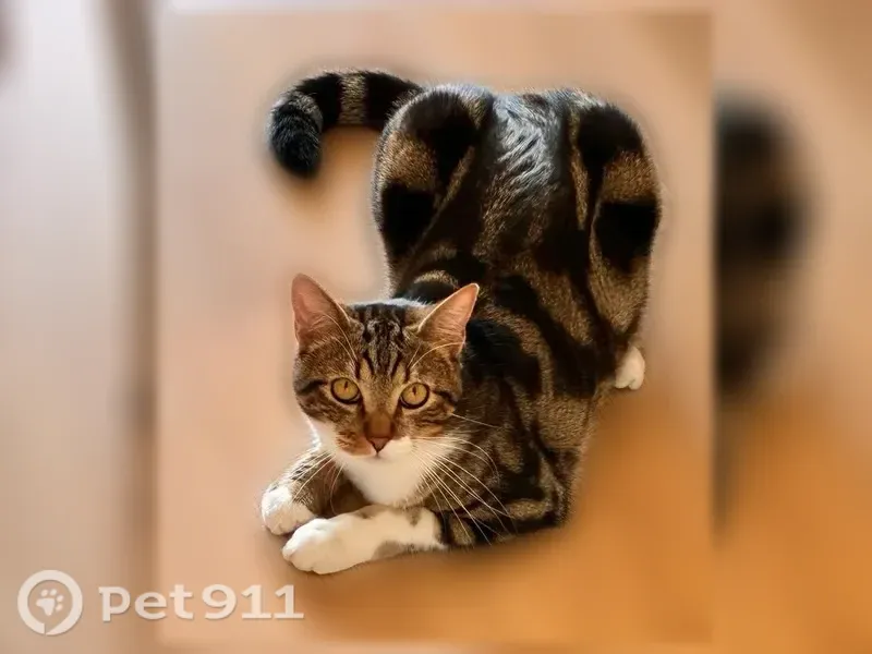 Chat perdu mâle, Rue Descartes, 39, Brive-la-Gaillarde — tombé du balcon - photo