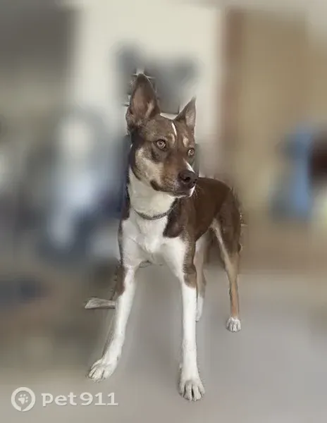 Lost dog female, Phoenix Avenue Northeast, 11000, Albuquerque, Cape Canaveral - green collar - photo