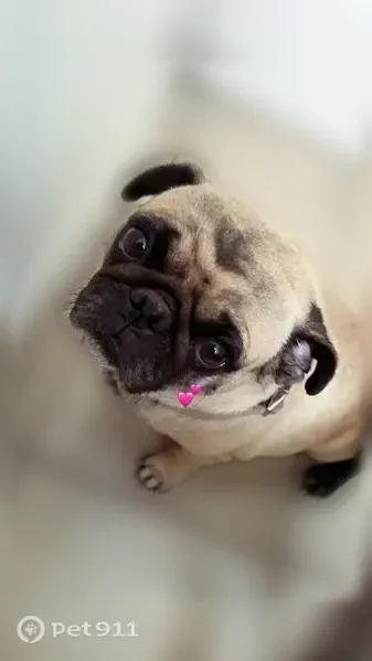 Lost dog, Charles Street, 330, Humble - female, small and chubby, heart-shaped mark on forehead - photo
