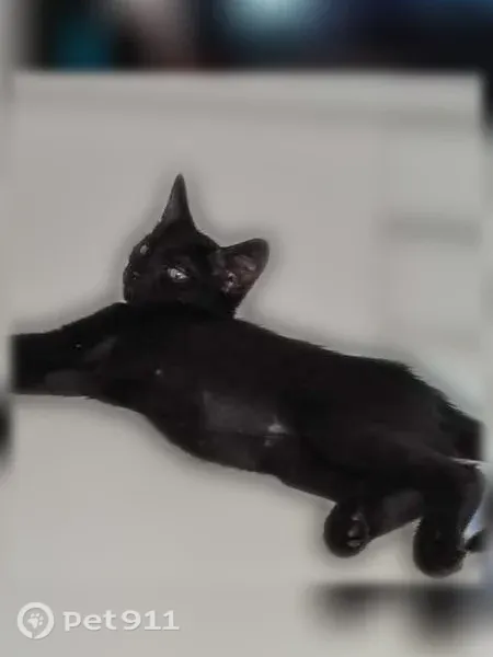 Perdu chat mâle, Allée des Chevrefeuilles, Villeneuve-lès-Avignon, Paris - chaton tout noir avec une petite tache blanche au cou - photo
