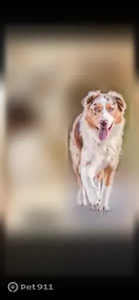Perdu chien femelle, La Tertrais, 8, L'Hermitage, Paris — rouge merle - photo