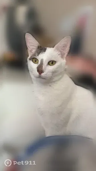 Chat perdu mâle, Allée du Bouvreuil, 11, Limeil-Brévannes - blanc, queue noire et blanche - photo