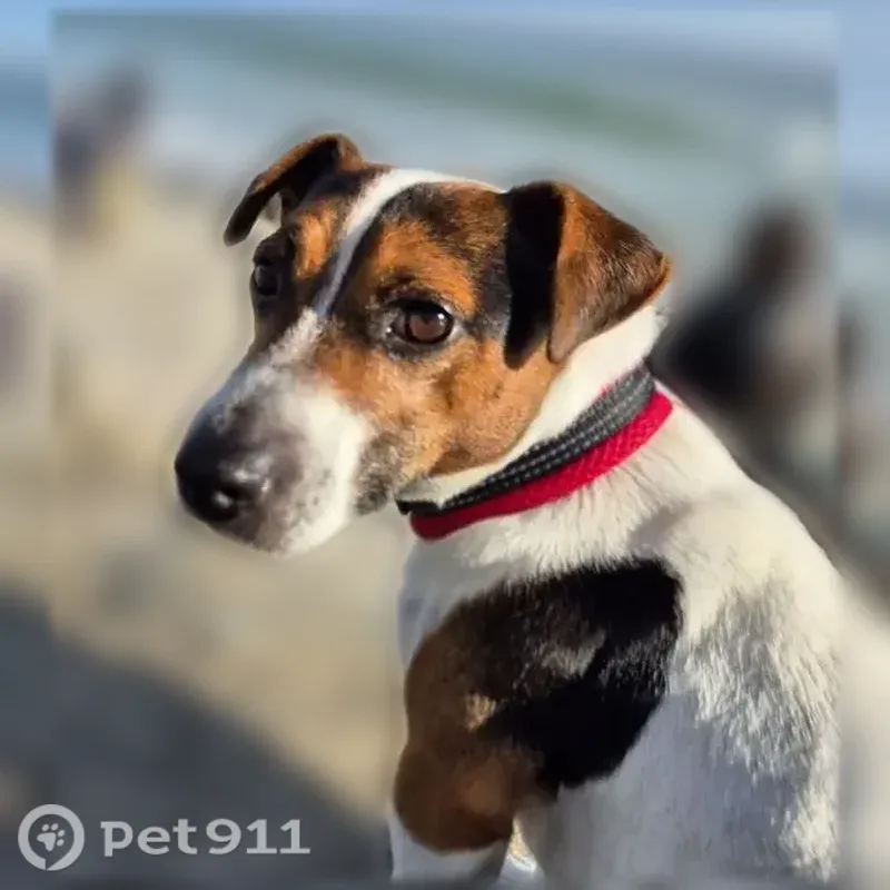 Chien perdu mâle, Rue Jérome Petion, 27, Quimper - petit et très craintif - photo