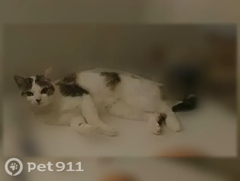 Chat perdu, Chemin du Moulin de Hyacinthe, 20, Saint-Malo — femelle - photo