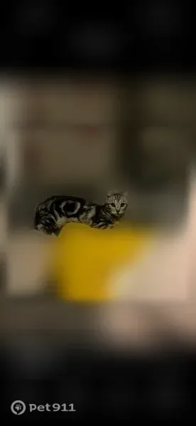 Chat perdu, femelle, Paris - grise tigrée, très peureuse - photo