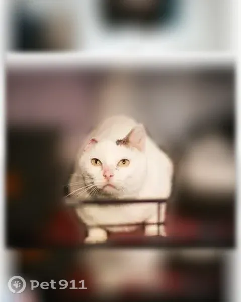 Chat perdu mâle, Rue Bellevue, 268, Mallemort, Arc-et-Senans - blanc, sans une oreille - photo