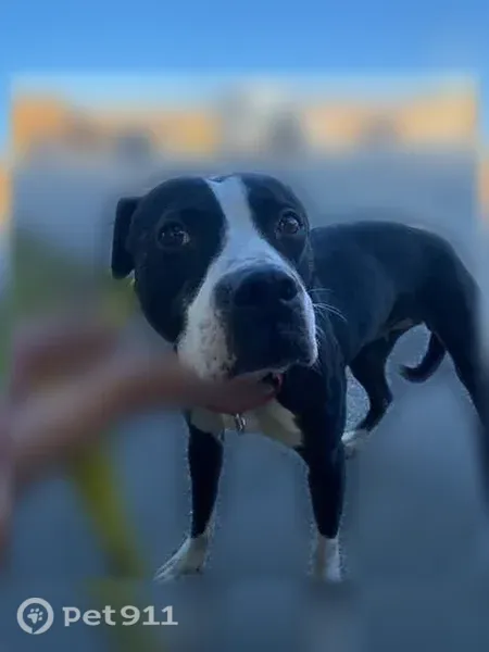 Lost dog, Revere Street, 102C, Lexington — female, black and white, red collar - photo