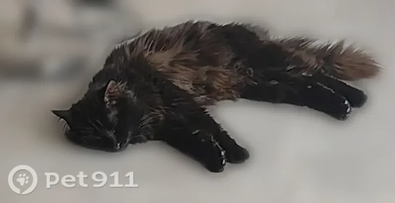 Chat perdu mâle, Impasse de l'Enclos, 4, Aizenay - noir aux longs poils, yeux jaunes - photo