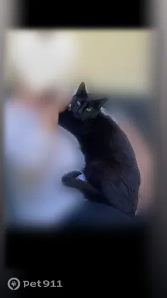 Chat perdu mâle, Rue de la Pinède, 5, Château-Arnoux-Saint-Auban, Volonne - noir, castré, dent cassée - photo