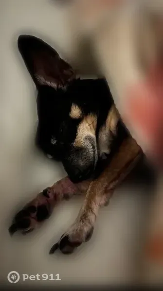 Lost dog, Tebassa Road, 2449, Jacksonville - female Chihuahua - photo