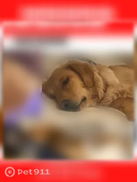Lost female dog, 2nd Street, 415, Monument, Monument - afraid of strangers - photo