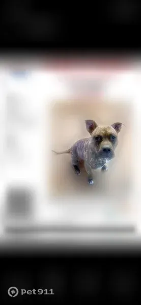 Lost dog, Country Club Hills, Fenton - female, brindle pitbull, 2 years old - photo